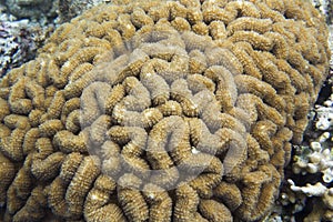 The coral reef of Togian islands