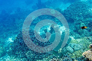 The coral reef of Togian islands