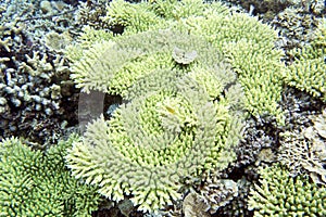 The coral reef of Togian islands