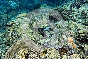 The coral reef in Togian islands