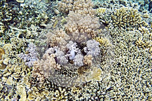 The coral reef in Togian islands