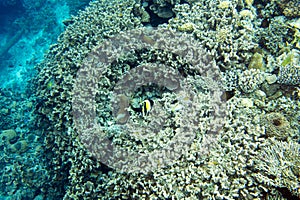The coral reef in Togian islands