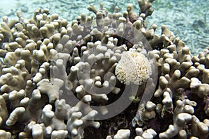 The coral reef in Togian islands