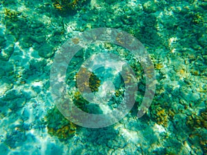 Coral reef and tropic fish Bodufinolhu island Maldives