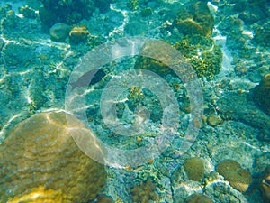 Coral reef and tropic fish Bodufinolhu island Maldives