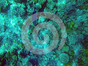 Coral reef and tropic fish Bodufinolhu island Maldives