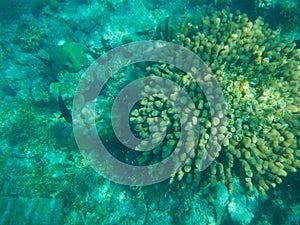 Coral reef and tropic fish Bodufinolhu island Maldives