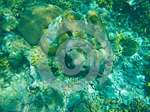 Coral reef and tropic fish Bodufinolhu island Maldives