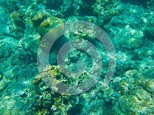 Coral reef and tropic fish Bodufinolhu island Maldives