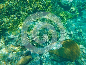 Coral reef and tropic fish Bodufinolhu island Maldives