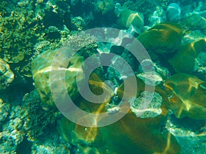 Coral reef and tropic fish Bodufinolhu island Maldives