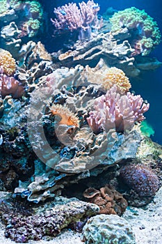 Coral reef in tropical aquarium
