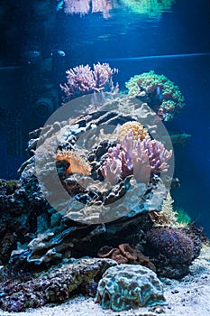 Coral reef in tropical aquarium