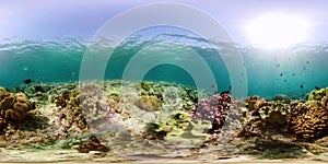 Coral reef and tropical fish 360VR. Camiguin, Philippines