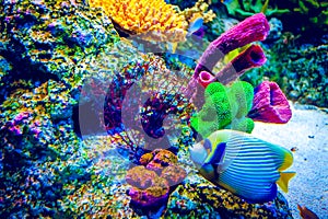 Coral Reef and Tropical Fish