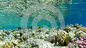 Coral reef, tropical fish, depth 1 m. the clear water of the red sea.