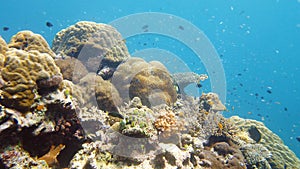 Coral reef and tropical fish. Leyte, Philippines.