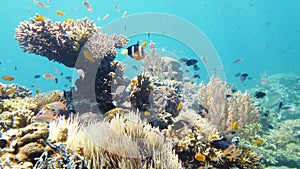 Coral reef and tropical fish. Leyte, Philippines.