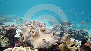 Coral reef and tropical fish. Leyte, Philippines.