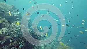 Coral reef and tropical fish. Leyte, Philippines.