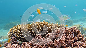 Coral reef and tropical fish. Leyte, Philippines.