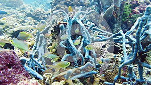 Coral reef and tropical fish. Leyte, Philippines.