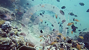 Coral reef and tropical fish. Leyte, Philippines.