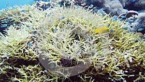 Coral reef and tropical fish. Leyte, Philippines.