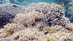 Coral reef and tropical fish. Leyte, Philippines.