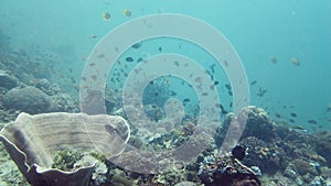 Coral reef and tropical fish. Leyte, Philippines.