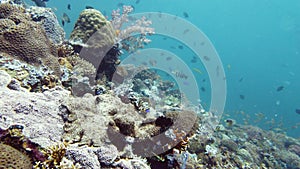 Coral reef and tropical fish. Leyte, Philippines.