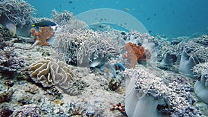 Coral reef and tropical fish. Leyte, Philippines.