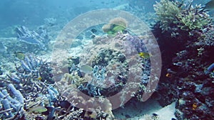 Coral reef and tropical fish. Leyte, Philippines.