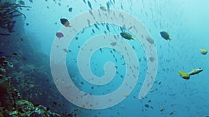 Coral reef and tropical fish. Leyte, Philippines.