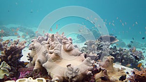 Coral reef and tropical fish. Leyte, Philippines.