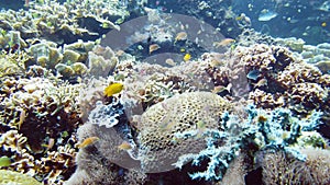 Coral reef and tropical fish. Leyte, Philippines.