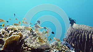 Coral reef and tropical fish. Leyte, Philippines.