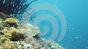 Coral reef and tropical fish. Leyte, Philippines.