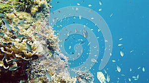 Coral reef and tropical fish. Leyte, Philippines.