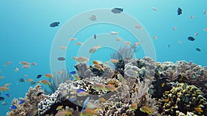 Coral reef and tropical fish. Leyte, Philippines.