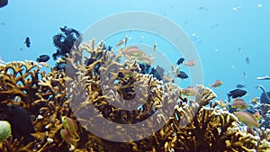 Coral reef and tropical fish. Leyte, Philippines.