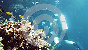 Coral reef and tropical fish. Leyte, Philippines.