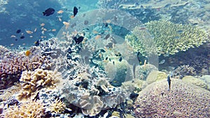 Coral reef and tropical fish. Leyte, Philippines.