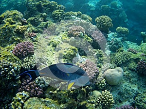 Coral reef with tropical fish, Marsa Alam, Egypt