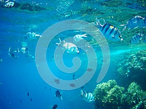 Coral reef with tropical fish, Marsa Alam, Egypt