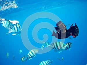 Coral reef with tropical fish, Marsa Alam, Egypt