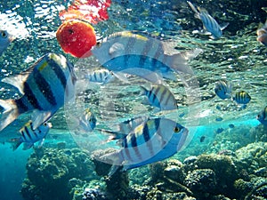 Coral reef with tropical fish, Marsa Alam, Egypt