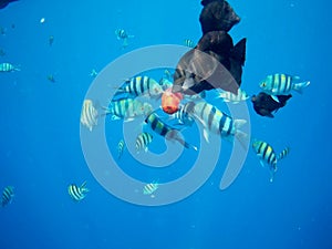 Coral reef with tropical fish, Marsa Alam, Egypt