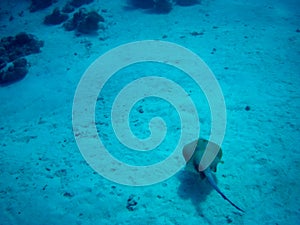 Coral reef with tropical fish, Marsa Alam, Egypt