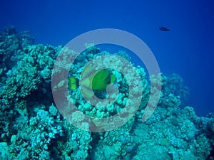 Coral reef with tropical fish, Marsa Alam, Egypt